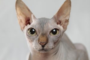 Sphinx