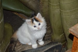 Anatoli Katze