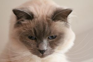 Birma Katze